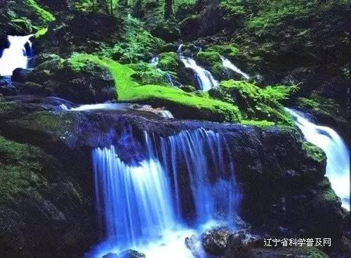 可爱的小考拉